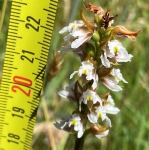 Paraprasophyllum candidum at Kosciuszko National Park - suppressed