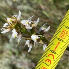 Paraprasophyllum candidum at Kosciuszko National Park - suppressed