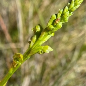 Microtis oblonga at Kosciuszko National Park - 22 Jan 2024