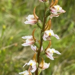 Paraprasophyllum viriosum (Stocky leek orchid) at Kosciuszko National Park - 22 Jan 2024 by NedJohnston