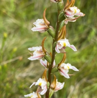 Prasophyllum viriosum (Stocky leek orchid) at Kosciuszko National Park - 21 Jan 2024 by NedJohnston