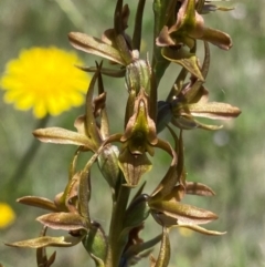 Prasophyllum sp. (A Leek Orchid) at Kosciuszko National Park - 22 Jan 2024 by NedJohnston