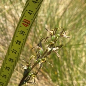 Prasophyllum sphacelatum at Kosciuszko National Park - 22 Jan 2024