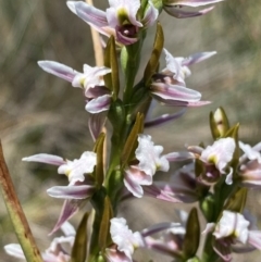 Paraprasophyllum alpestre (Mauve leek orchid) at Gooandra, NSW - 22 Jan 2024 by NedJohnston