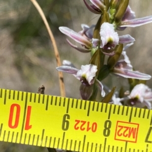 Paraprasophyllum alpestre at Gooandra, NSW - suppressed