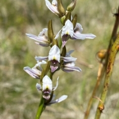 Paraprasophyllum alpestre (Mauve leek orchid) at Kosciuszko National Park - 22 Jan 2024 by NedJohnston