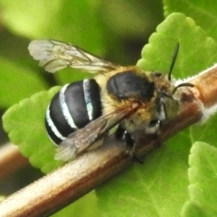 Amegilla sp. (genus) (Blue Banded Bee) at Wanniassa, ACT - 19 Feb 2024 by JohnBundock