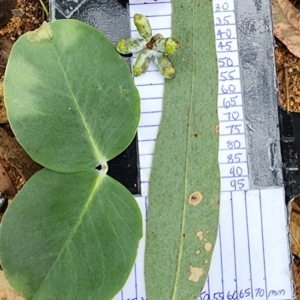 Eucalyptus nortonii at Oakey Hill - 19 Feb 2024