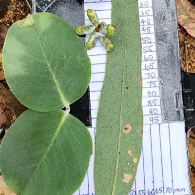 Eucalyptus nortonii (Mealy Bundy) at Oakey Hill - 19 Feb 2024 by Steve818