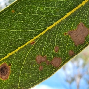 Eucalyptus nortonii at Oakey Hill - 19 Feb 2024