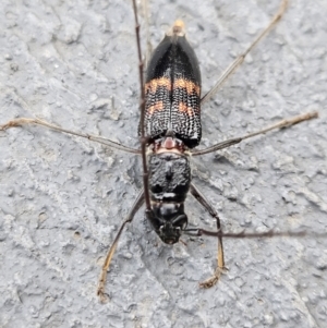 Phoracantha sp. (genus) at Denman Prospect, ACT - 18 Feb 2024 07:06 PM