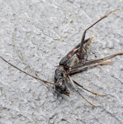 Phoracantha sp. (genus) at Denman Prospect, ACT - 18 Feb 2024