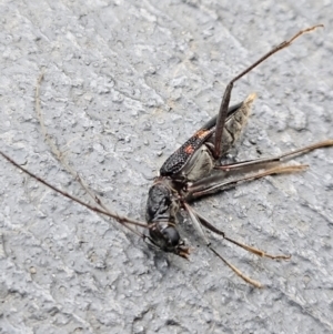 Phoracantha sp. (genus) at Denman Prospect, ACT - 18 Feb 2024 07:06 PM