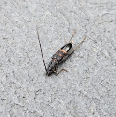 Phoracantha sp. (genus) at Denman Prospect, ACT - 18 Feb 2024