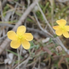 Hypericum gramineum (Small St Johns Wort) at Bonner, ACT - 4 Nov 2023 by MichaelBedingfield