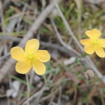 Hypericum gramineum (Small St Johns Wort) at Bonner, ACT - 4 Nov 2023 by MichaelBedingfield