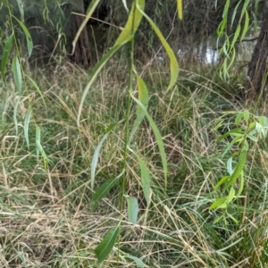 Salix babylonica at Evatt, ACT - 19 Feb 2024