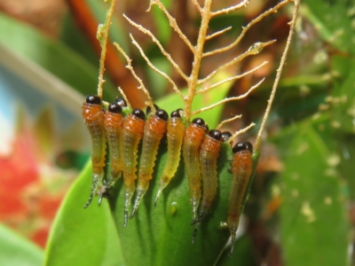 Lophyrotoma sp. (genus) (Sawfly) at Flynn, ACT - 19 Feb 2024 by Christine