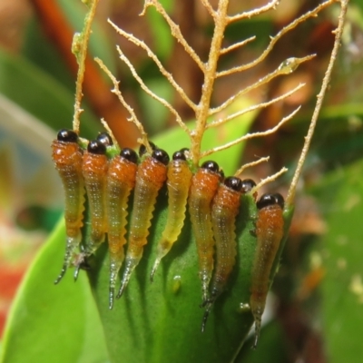 Lophyrotoma sp. (genus) (Sawfly) at Flynn, ACT - 19 Feb 2024 by Christine