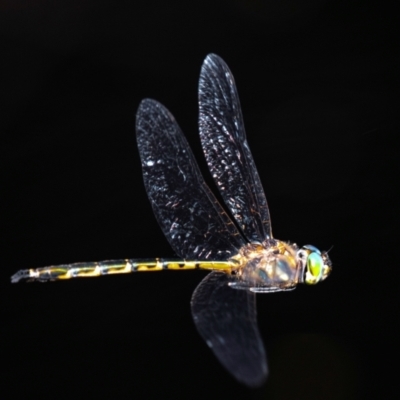 Hemicordulia australiae at Longwarry North, VIC - 1 Feb 2024 by Petesteamer