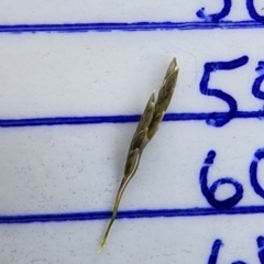 Eragrostis curvula at Oakey Hill - 19 Feb 2024