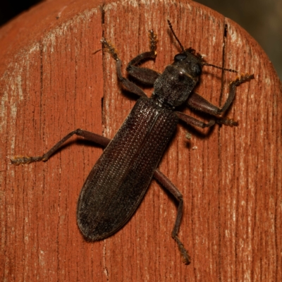 Eunatalis sp. (Genus) (A Clerid Beetle) at Harrison, ACT - 16 Feb 2024 by DPRees125