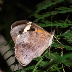 Heteronympha merope (Common Brown Butterfly) at Drouin, VIC - 13 Feb 2024 by Petesteamer