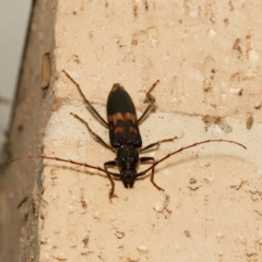 Phoracantha semipunctata (Common Eucalypt Longicorn) at Harrison, ACT - 18 Feb 2024 by DPRees125