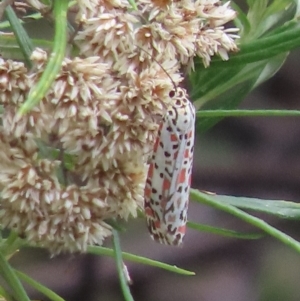 Utetheisa pulchelloides at Uriarra Village, ACT - 19 Feb 2024