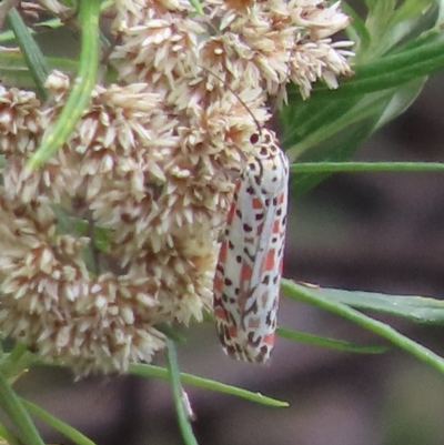 Utetheisa pulchelloides (Heliotrope Moth) at Uriarra Village, ACT - 19 Feb 2024 by SandraH