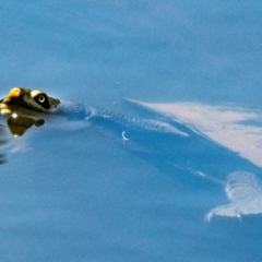 Unidentified Turtle at Chiltern Valley, VIC - 11 Nov 2023 by Petesteamer