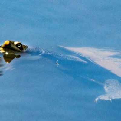 Chelodina longicollis at Chiltern-Mt Pilot National Park - 12 Nov 2023 by Petesteamer