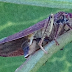 Unidentified Leafhopper or planthopper (Hemiptera, several families) at Mulligans Flat - 18 Feb 2024 by betchern0t