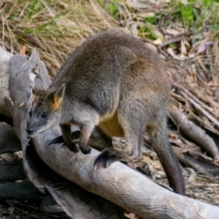 Wallabia bicolor (Swamp Wallaby) at Chiltern-Mt Pilot National Park - 3 Sep 2018 by Petesteamer