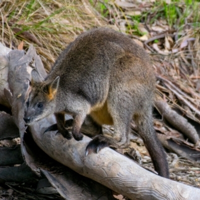 Wallabia bicolor (Swamp Wallaby) at Chiltern-Mt Pilot National Park - 2 Sep 2018 by Petesteamer