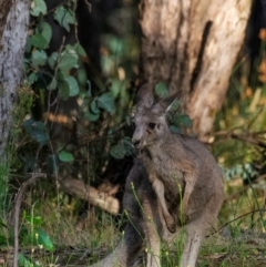 Macropus giganteus (Eastern Grey Kangaroo) at Chiltern-Mt Pilot National Park - 11 Nov 2023 by Petesteamer