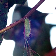 Doratifera quadriguttata (Four-spotted Cup Moth) at Mulligans Flat - 18 Feb 2024 by betchern0t