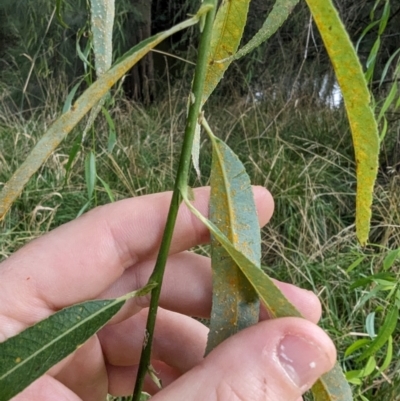 Melampsora sp, (genus) (A rust fungus) at Evatt, ACT - 19 Feb 2024 by rbannister