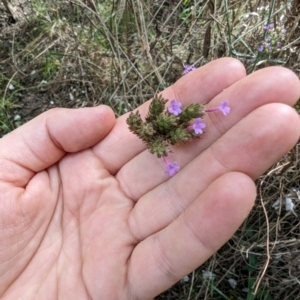 Verbena incompta at Evatt, ACT - 19 Feb 2024