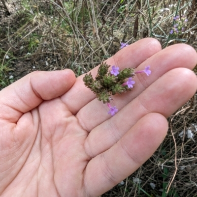 Verbena incompta (Purpletop) at Evatt, ACT - 19 Feb 2024 by rbannister