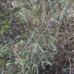 Verbena incompta at Evatt, ACT - 19 Feb 2024