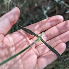 Verbena incompta at Evatt, ACT - 19 Feb 2024