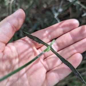 Verbena incompta at Evatt, ACT - 19 Feb 2024