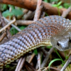 Unidentified Snake at Seaview, VIC - 18 Oct 2014 by Petesteamer