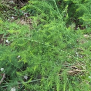 Asparagus officinalis at Evatt, ACT - 19 Feb 2024