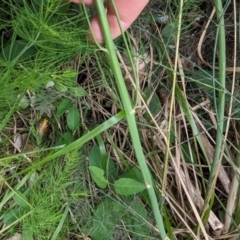 Asparagus officinalis at Evatt, ACT - 19 Feb 2024