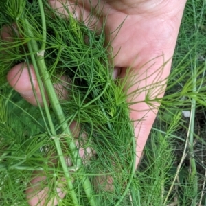 Asparagus officinalis at Evatt, ACT - 19 Feb 2024