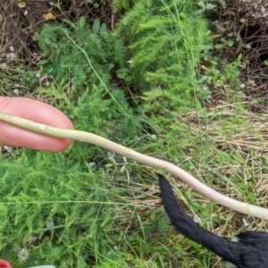 Asparagus officinalis at Evatt, ACT - 19 Feb 2024