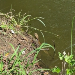 Intellagama lesueurii howittii (Gippsland Water Dragon) at Evatt, ACT - 18 Feb 2024 by rbannister