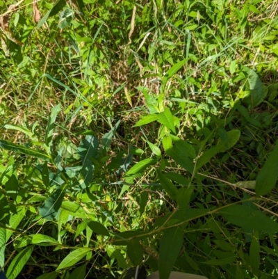 Persicaria hydropiper (Water Pepper) at Evatt, ACT - 18 Feb 2024 by rbannister